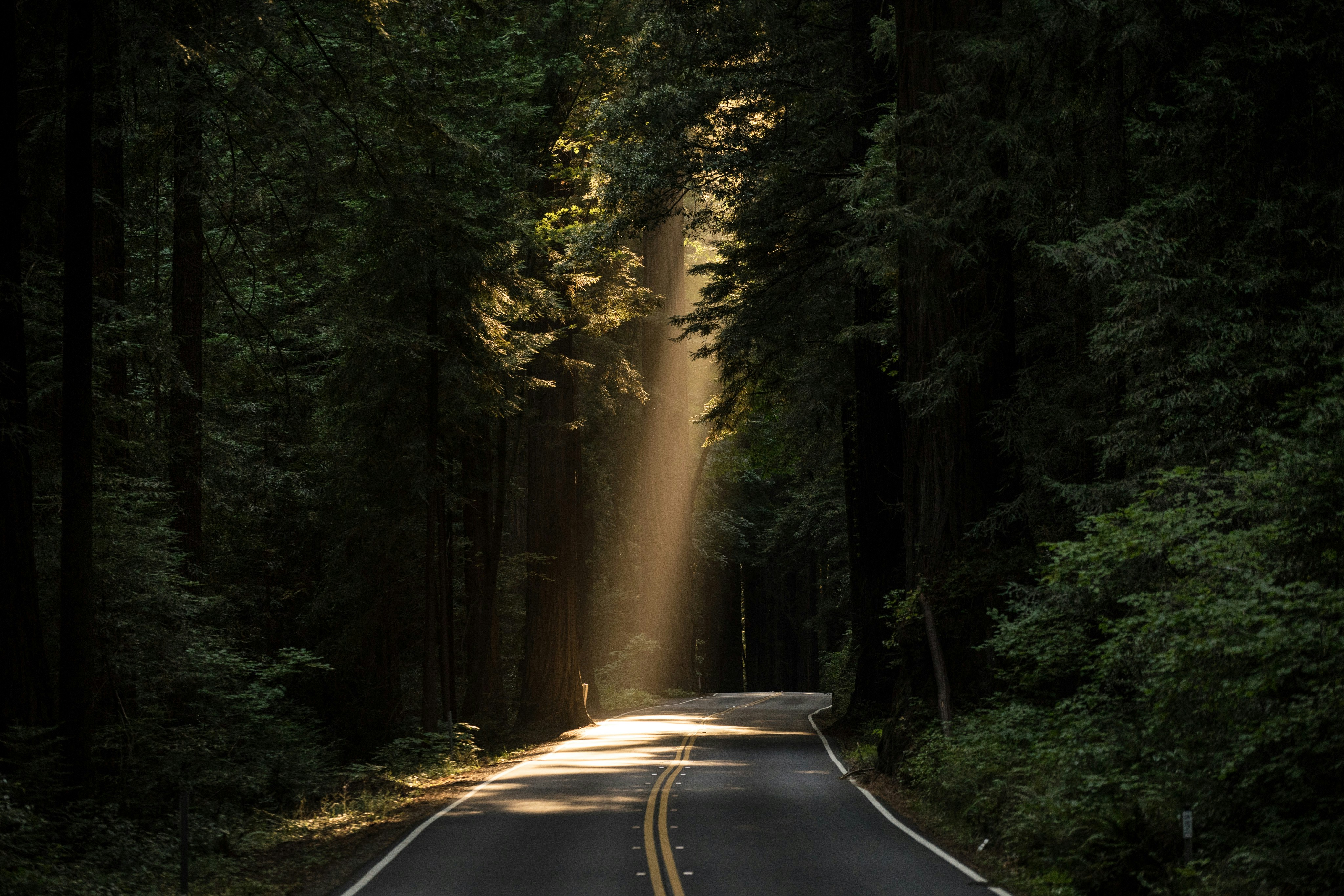 Sunlit forest road